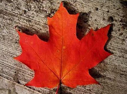 Agrofloresta : Herbário 