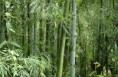 /album/agrofloresta-/bambu-jpg/
